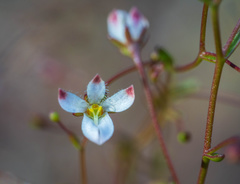 Nemacladus orientalis