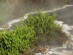 Nephrolepis flexuosa