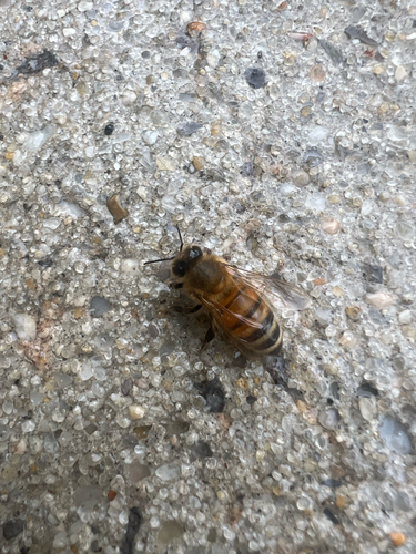 Western Honey Bee