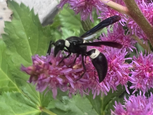 Four-toothed Mason Wasp
