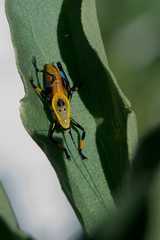 Metholce nigritarsis