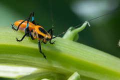 Metholce nigritarsis