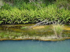 Nephrolepis flexuosa