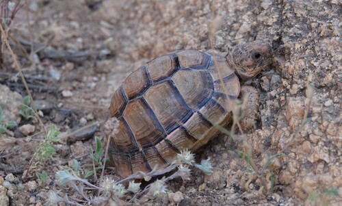 Souss Valley Tortoise