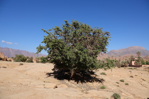 Argan tree