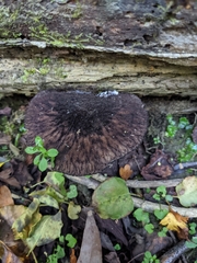 Pluteus similis