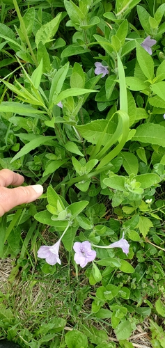 hairy ruellia