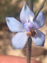Delphinium parishii