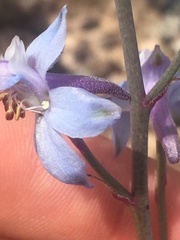 Delphinium parishii