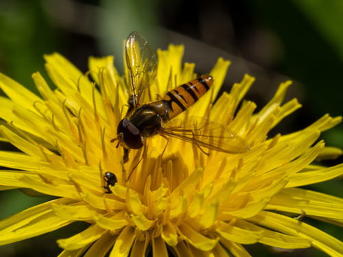 Marmalade Hover Fly