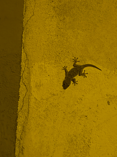 Moorish Gecko