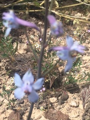 Delphinium parishii