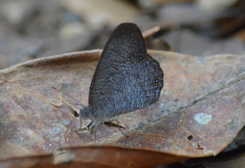 Godartiana byses
