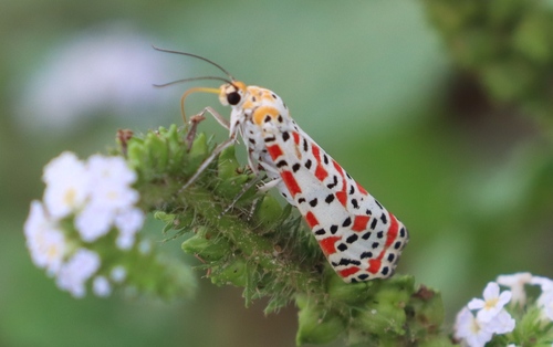 Crimson-speckled Flunkey