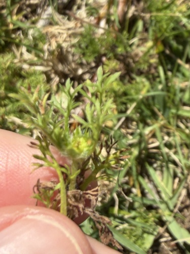 Soliva sessilis observed 2026-06-13