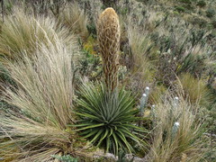 Puya clava-herculis