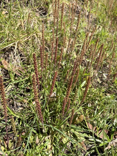 Plantago australis observed 2026-06-13