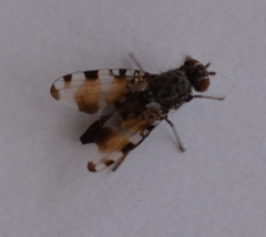 Pseudotephritis