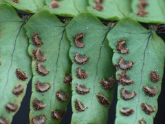 Nephrolepis flexuosa
