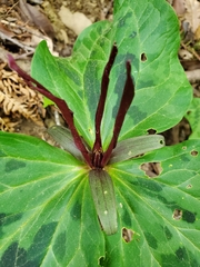 Trillium kurabayashii