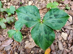 Trillium kurabayashii