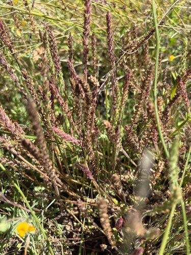 Plantago australis observed 2026-06-13