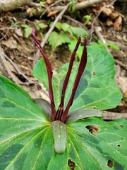 Trillium kurabayashii