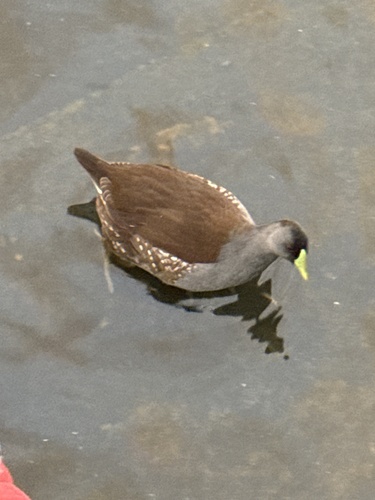Spot-flanked Gallinule
