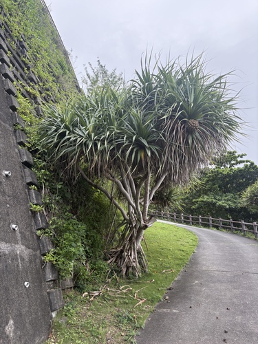 Pandanus boninensis observed 2026-06-14