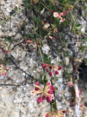 Acmispon cytisoides