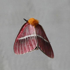 Pseudodirphia menander