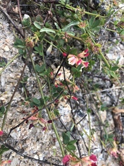 Acmispon cytisoides