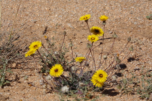 False Sow-thistle