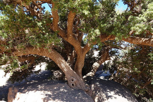 Argan tree