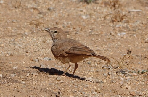 Desert Lark