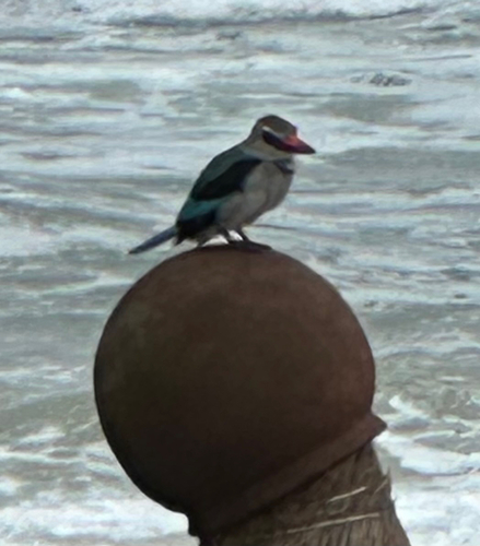 Woodland Kingfisher