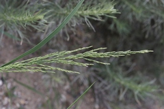 Leptochloa
