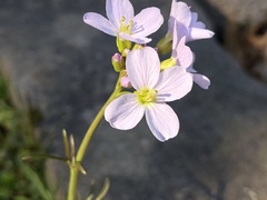 Cardamine pratensis pratensis