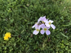 Cardamine pratensis pratensis