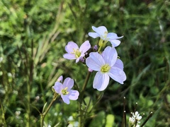 Cardamine pratensis pratensis