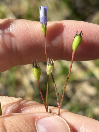 Wahlenbergia gracilis observed 2026-06-13