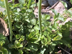 Cardamine pratensis pratensis