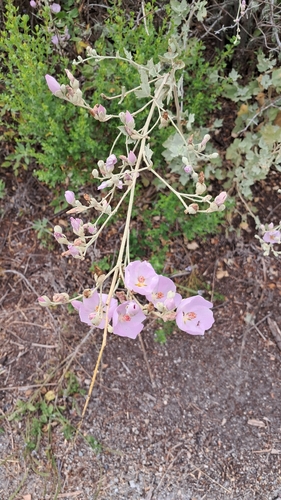 iNaturalist observation photo of bushmallows