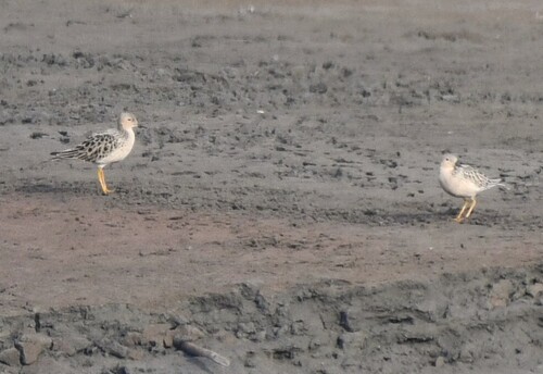 Buff-breasted Sandpiper (Calidris subruficollis), photo 6