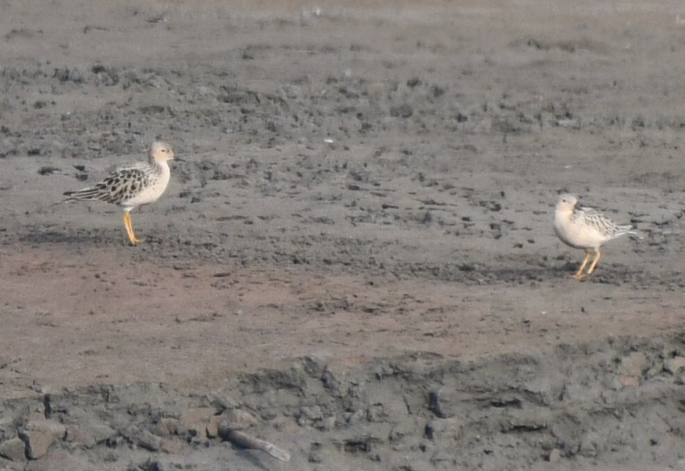 Buff-breasted Sandpiper (Calidris subruficollis), photo 9
