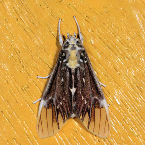 Scaptius