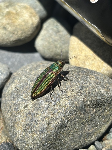 Golden Buprestid Beetle