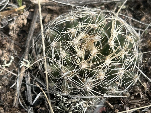 Missouri Foxtail Cactus