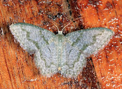 Chloropteryx opalaria