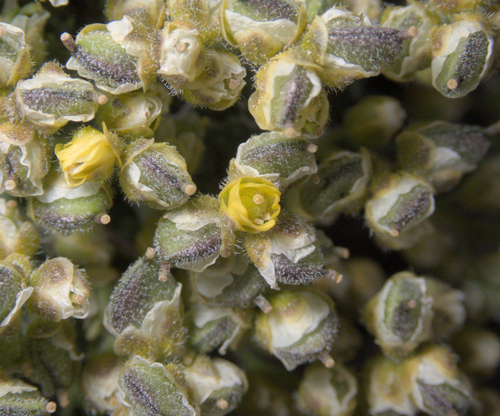 Draba densifolia, photograph 4